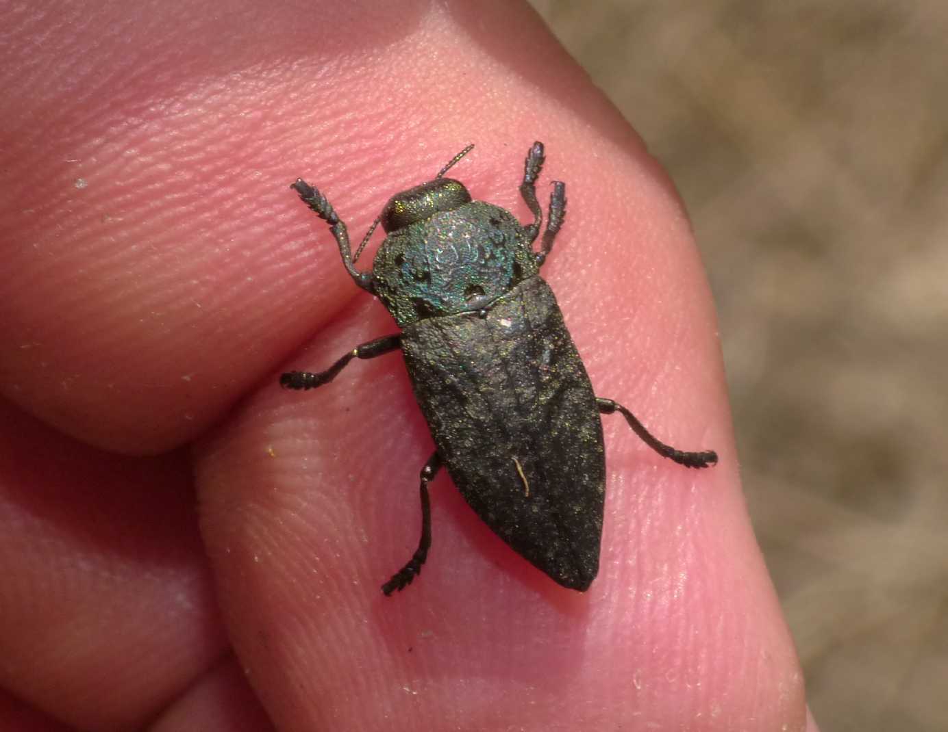Capnodis tenebricosa